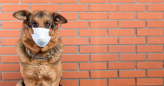 Koronawirus.  USA: Pierwszy pies zarażony COVID-19 umiera
